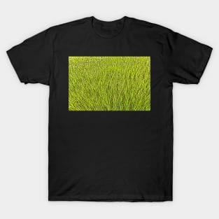 Rice. T-Shirt